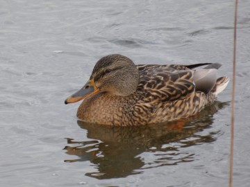 Spacer po Sieradzu w ramach Zimowego Ptakoliczenia 2025, 